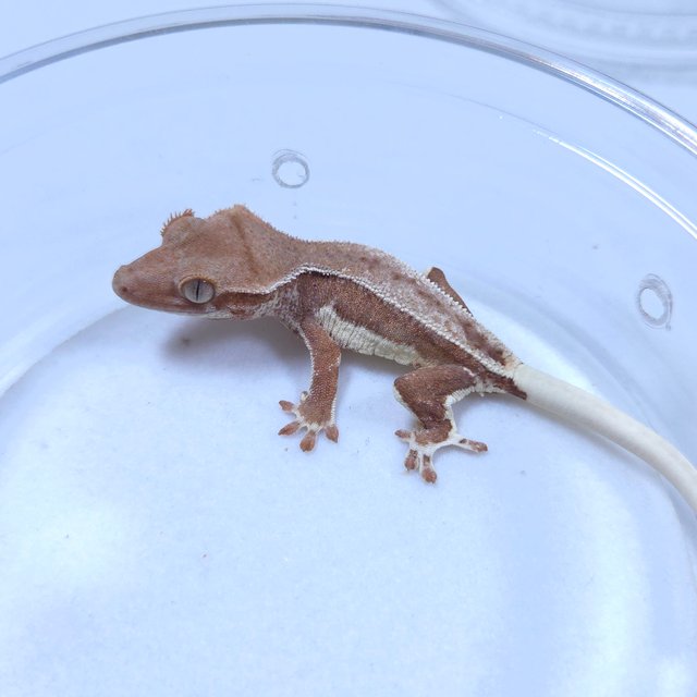 릴리화이트 레드 팬텀