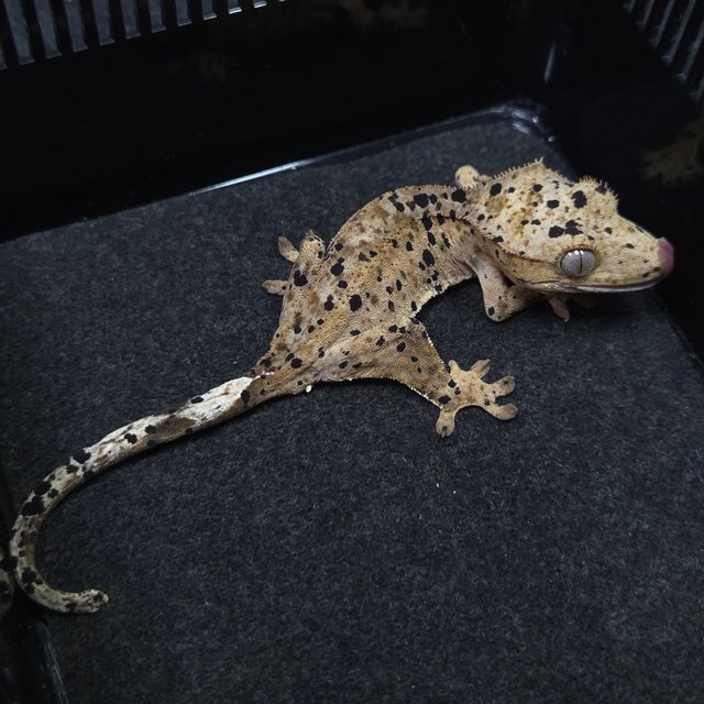 달마시안 슈퍼달마시안