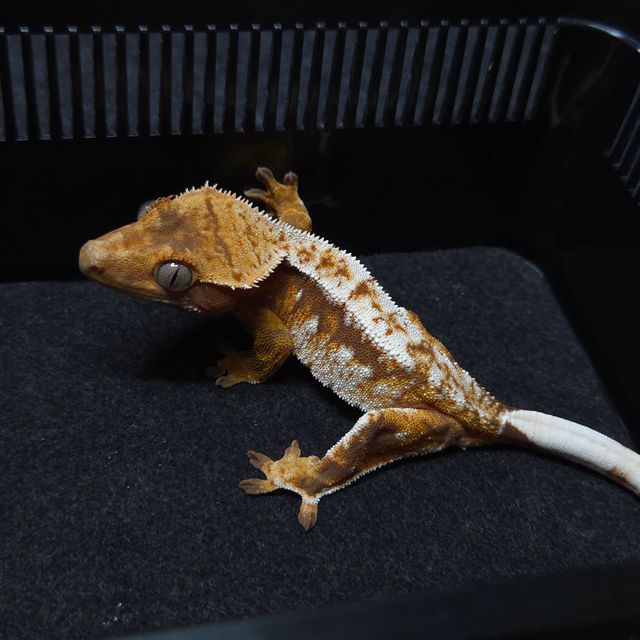 노멀 트라이 드리피 레드 텐저린