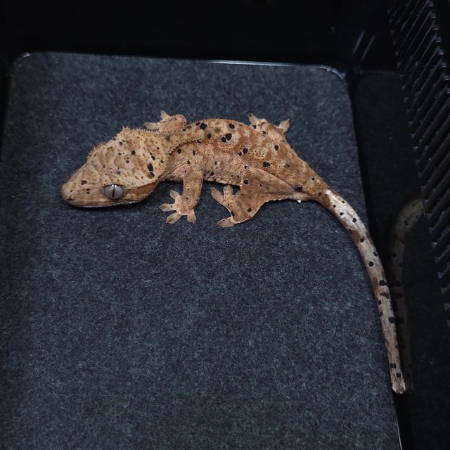 달마시안 슈퍼달마시안