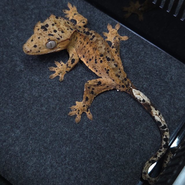 달마시안 슈퍼달마시안