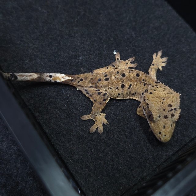 달마시안 슈퍼달마시안