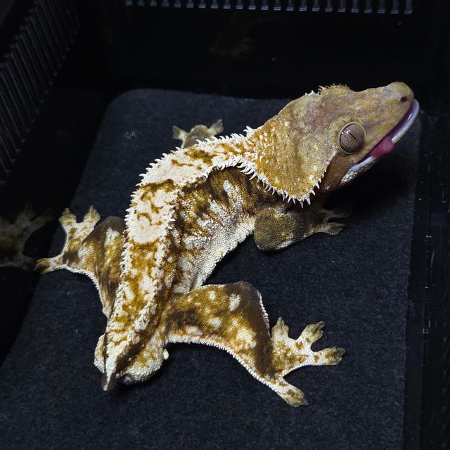 노멀 트라이 텐저린 레이지