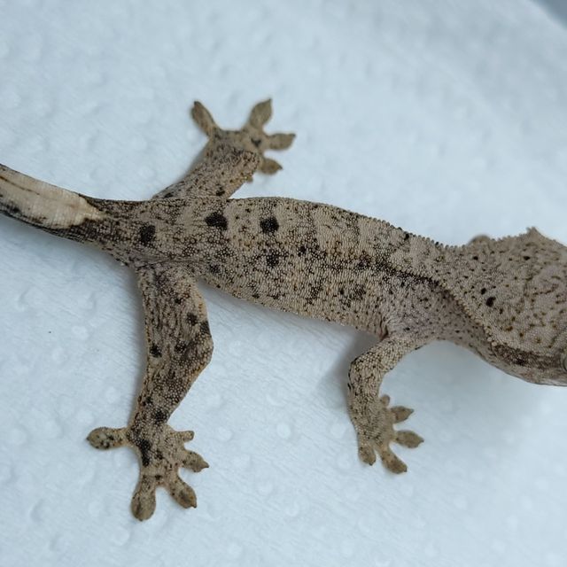 달마시안
