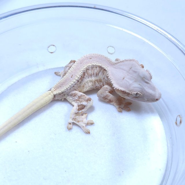 릴리화이트 크림시클