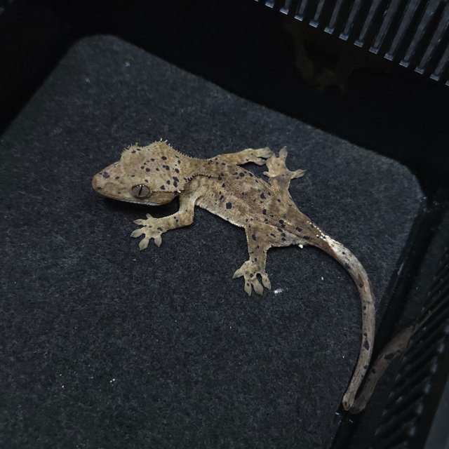 달마시안 슈퍼달마시안