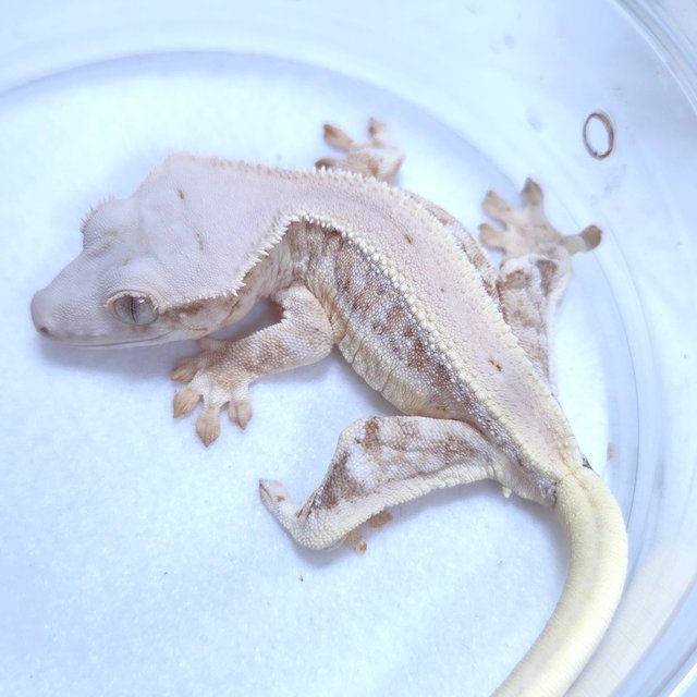 릴리화이트 크림시클