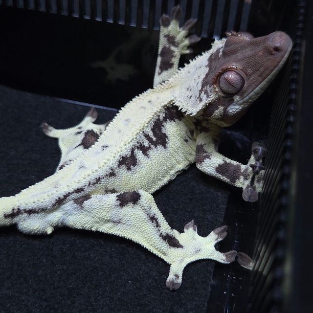 프라푸치노 판다