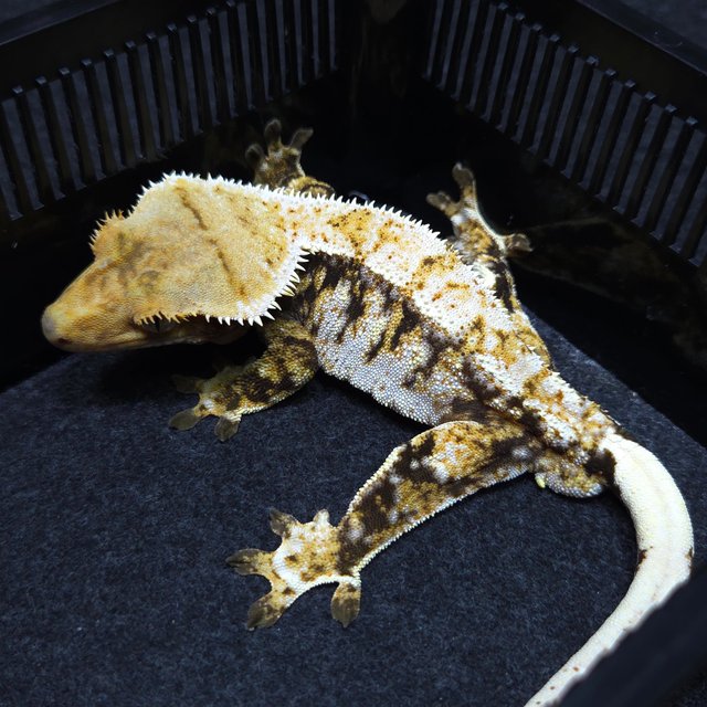 노멀 트라이 익스트림할리퀸 텐저린