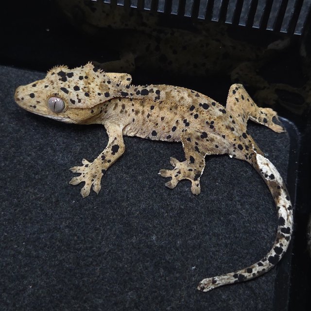 달마시안 슈퍼달마시안