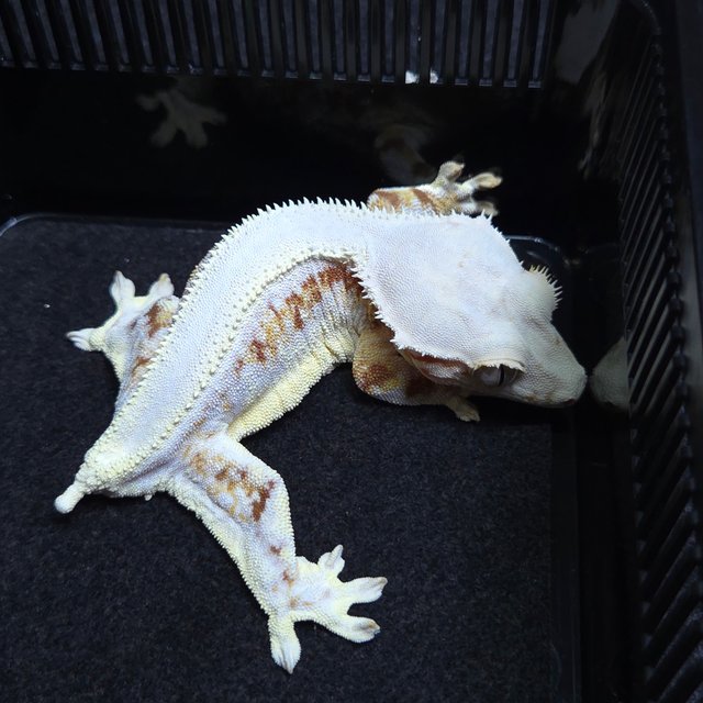 릴리화이트 솔리드백 레드