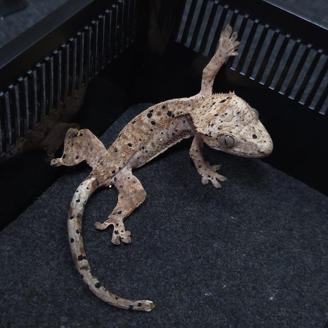 달마시안 슈퍼달마시안