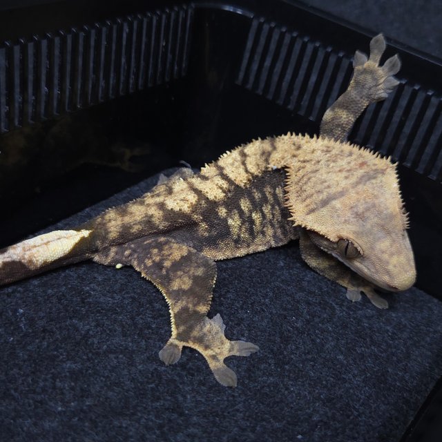 노멀 트라이 익스트림할리퀸