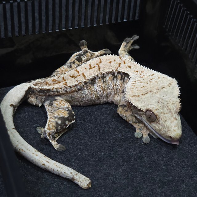 노멀 트라이 텐저린