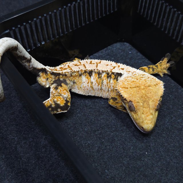 노멀 트라이 텐저린