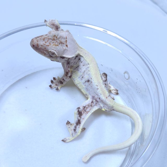 릴리화이트 화이트스팟 솔리드백 레이지