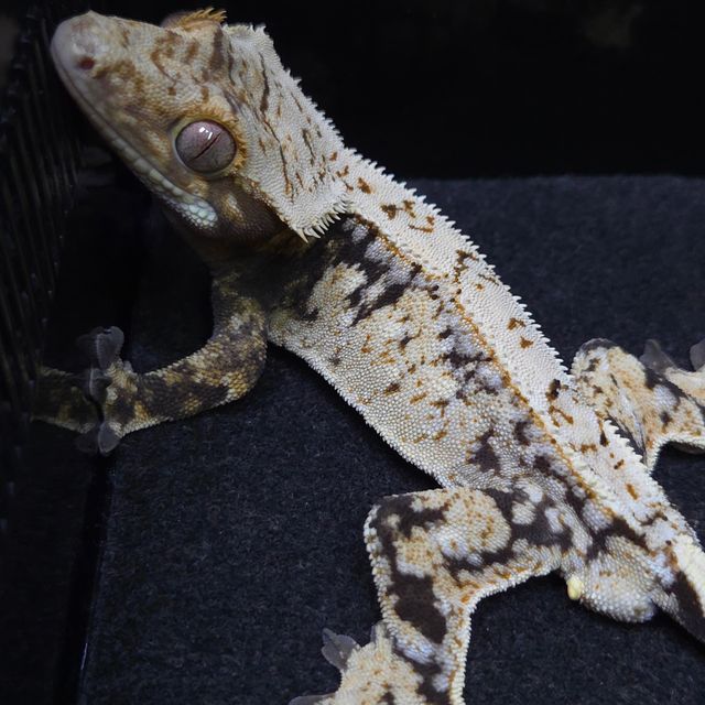 트라이 화이트스팟 드리피 레이지