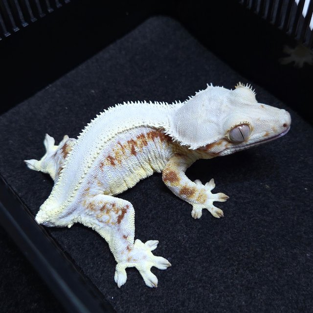 릴리화이트 솔리드백 레드