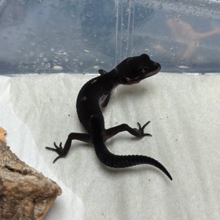 스노우 블랙나이트