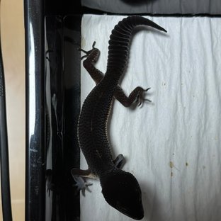 스노우 블랙나이트