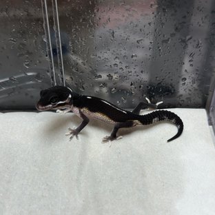 스노우 이클립스 블랙나이트