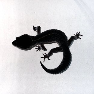 동배