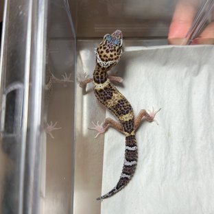 스노우 이클립스