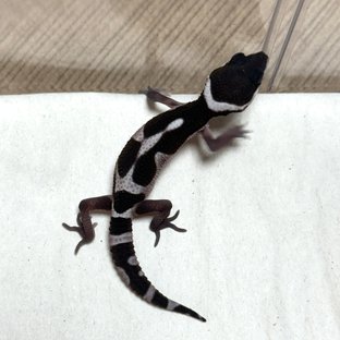 스노우 블랙나이트