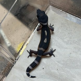 블랙나이트 텐저린