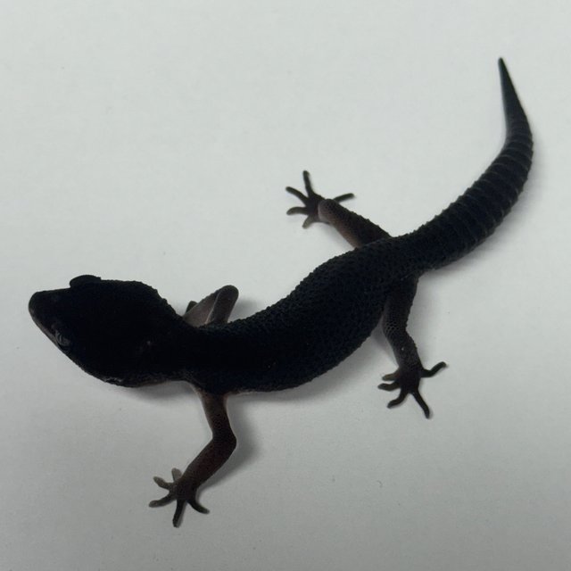 블랙나이트 텐저린