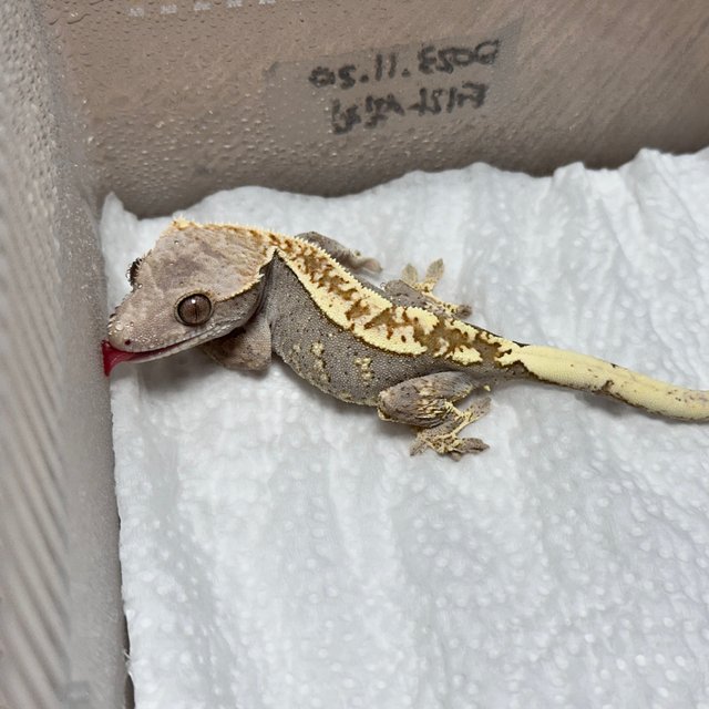 카푸치노 100%헷아잔틱