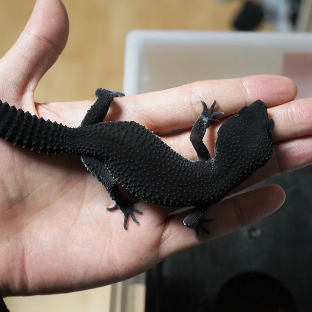 스노우 블랙나이트