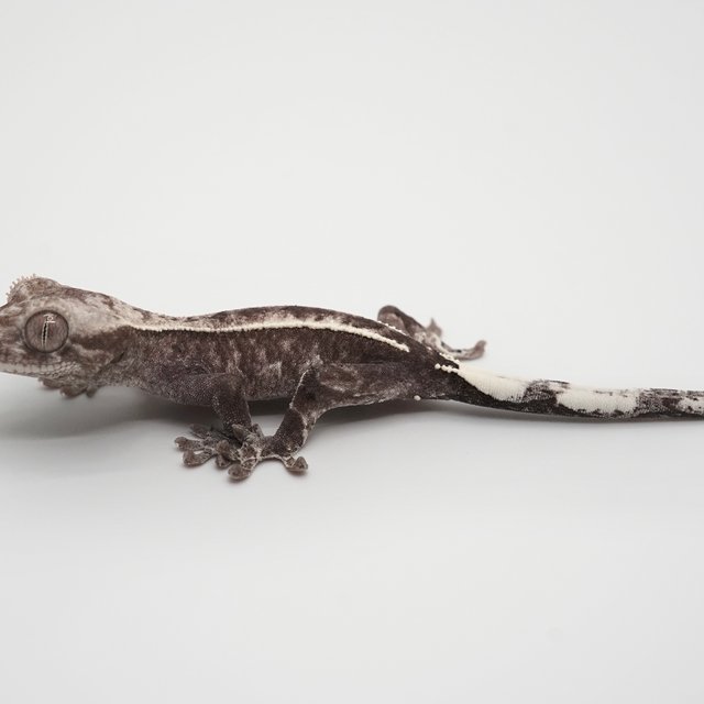 카푸치노 아잔틱