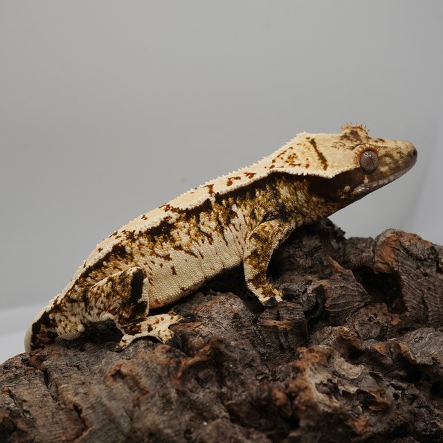 트라이 화이트스팟