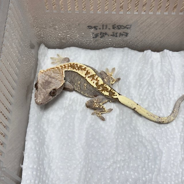 카푸치노 100%헷아잔틱