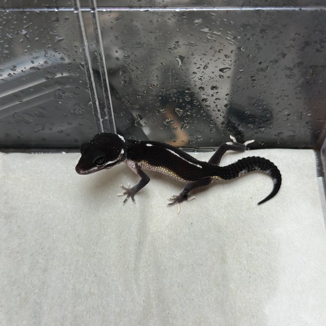 스노우 이클립스 블랙나이트