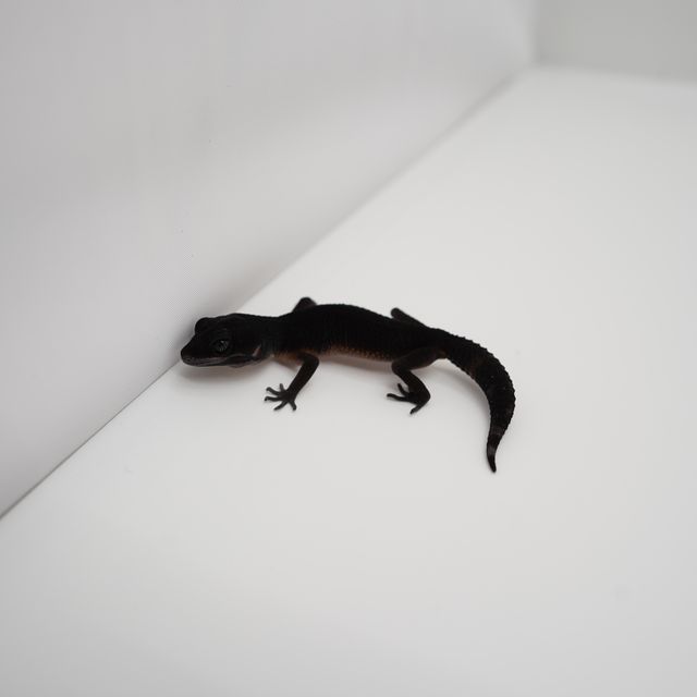 블랙나이트 만다린