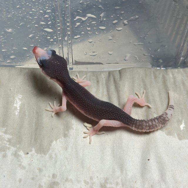 갤럭시 블랙나이트