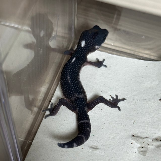 스노우 블랙나이트