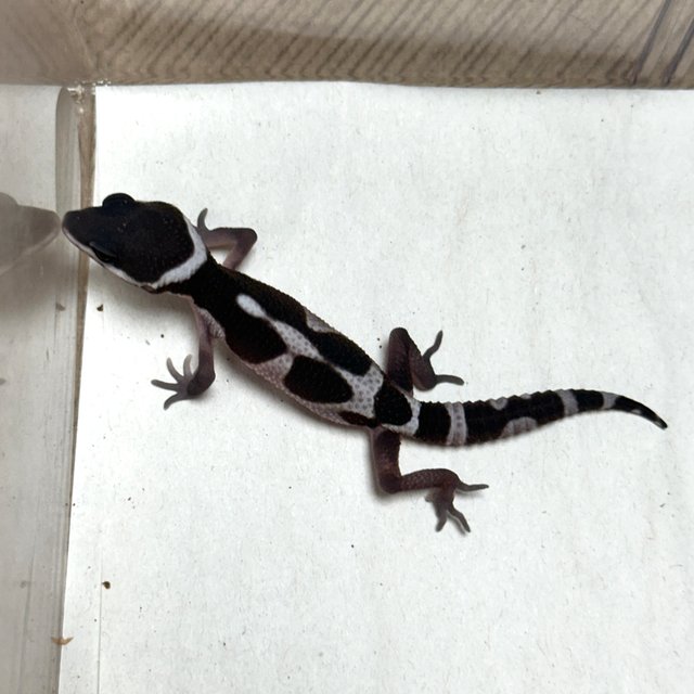 스노우 블랙나이트