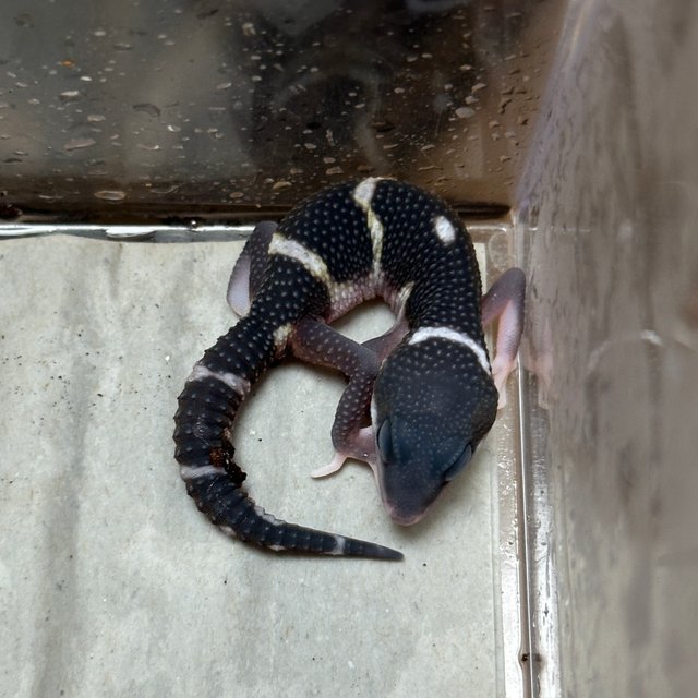 스노우 이클립스 블랙나이트