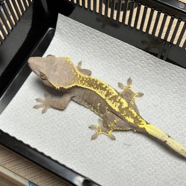 카푸치노 100%헷아잔틱