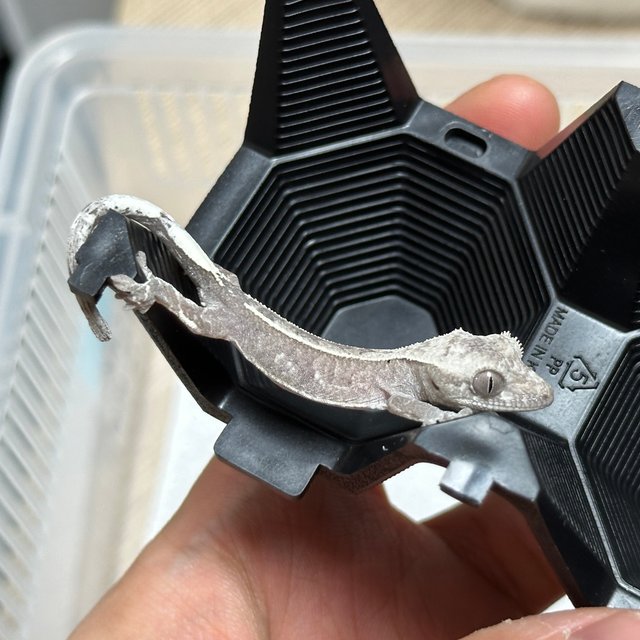 아잔틱 카푸치노