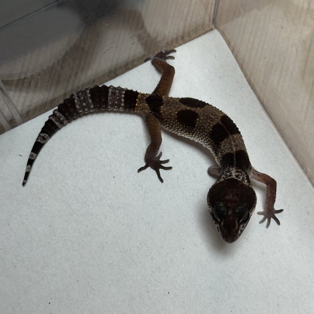 스노우 블랙나이트