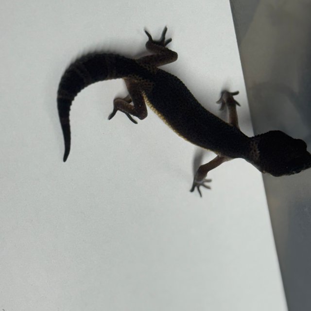 블랙나이트 텐저린