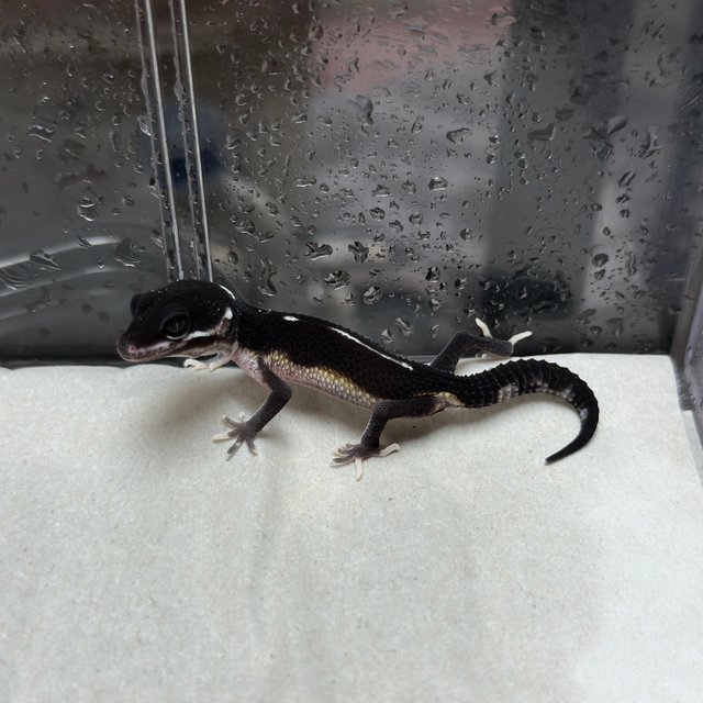 스노우 이클립스 블랙나이트