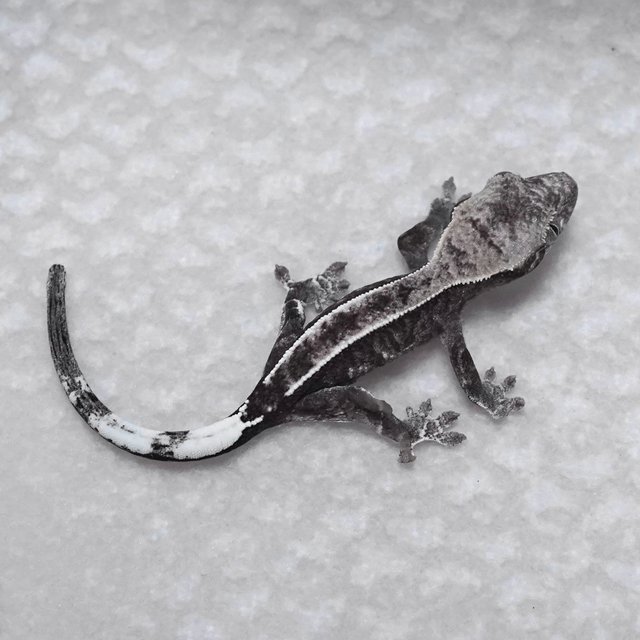 카푸치노 아잔틱