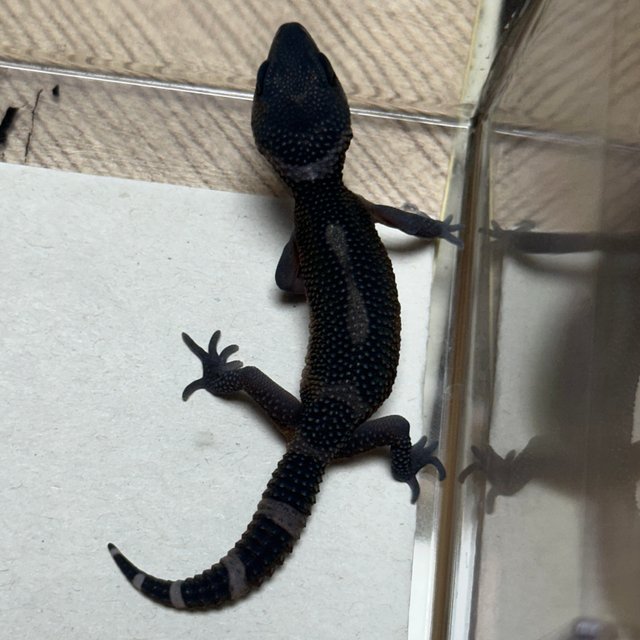 블랙나이트 텐저린