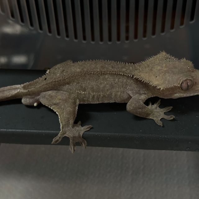 아잔틱