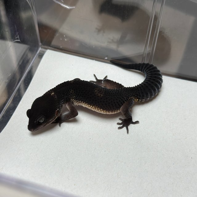 블랙나이트 만다린